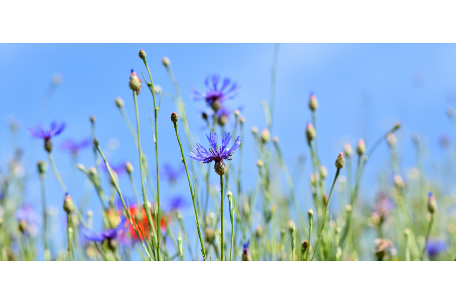 Kopie von Nele Template - Hintergrund (2) Kopie von Nele Template Hintergrund 2